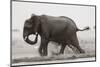 Elephant, Chobe Nat Pk, Botswana, Africa-Peter Adams-Mounted Photographic Print
