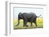 Elephant, Chobe Nat Pk, Botswana, Africa-Peter Adams-Framed Photographic Print