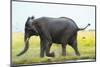 Elephant, Chobe Nat Pk, Botswana, Africa-Peter Adams-Mounted Photographic Print