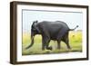 Elephant, Chobe Nat Pk, Botswana, Africa-Peter Adams-Framed Photographic Print