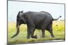 Elephant, Chobe Nat Pk, Botswana, Africa-Peter Adams-Mounted Photographic Print