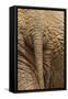 Elephant Close Up Rear View of African Elephant-null-Framed Stretched Canvas