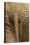 Elephant Close Up Rear View of African Elephant-null-Stretched Canvas