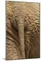 Elephant Close Up Rear View of African Elephant-null-Mounted Premium Photographic Print