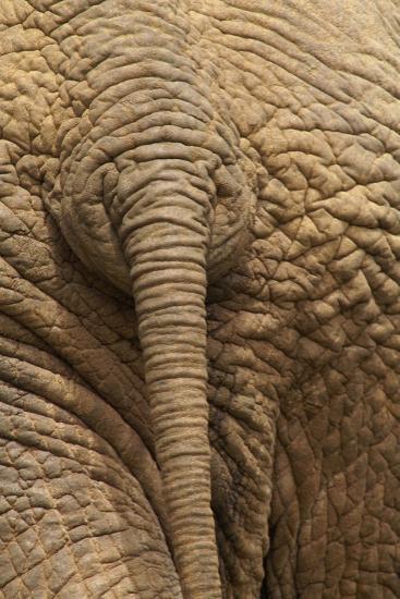 'Elephant Close Up Rear View of African Elephant' Photographic Print ...