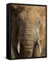 Elephant, Covered in Mud, Eastern Cape, South Africa-Steve & Ann Toon-Framed Stretched Canvas