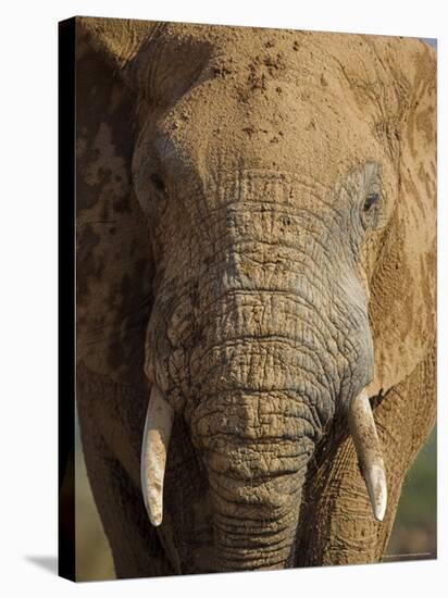 Elephant, Covered in Mud, Eastern Cape, South Africa-Steve & Ann Toon-Stretched Canvas