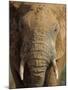 Elephant, Covered in Mud, Eastern Cape, South Africa-Steve & Ann Toon-Mounted Photographic Print