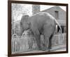 Elephant crossing Picket Fence-null-Framed Premium Giclee Print