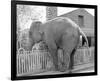 Elephant crossing Picket Fence-null-Framed Premium Giclee Print