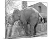 Elephant crossing Picket Fence-null-Mounted Premium Giclee Print