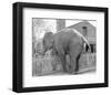 Elephant crossing Picket Fence-null-Framed Art Print