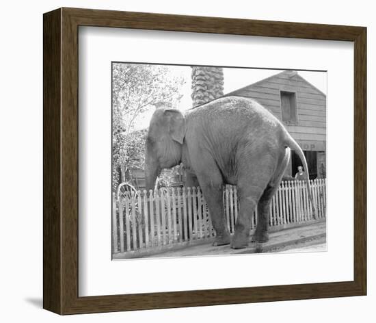 Elephant crossing Picket Fence-null-Framed Art Print