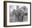 Elephant crossing Picket Fence-null-Framed Art Print