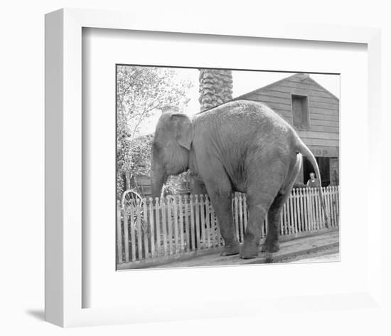 Elephant crossing Picket Fence-null-Framed Art Print