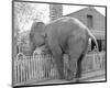 Elephant crossing Picket Fence-null-Mounted Art Print
