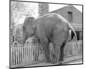 Elephant crossing Picket Fence-null-Mounted Art Print