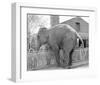 Elephant crossing Picket Fence-null-Framed Art Print