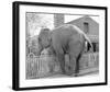 Elephant crossing Picket Fence-null-Framed Art Print