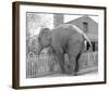 Elephant crossing Picket Fence-null-Framed Art Print