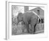 Elephant crossing Picket Fence-null-Framed Art Print