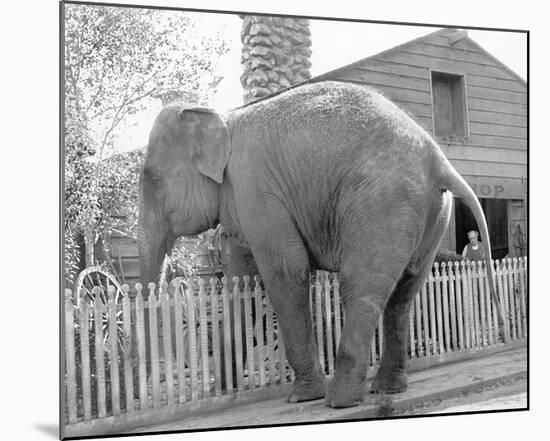 Elephant crossing Picket Fence-null-Mounted Art Print