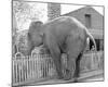 Elephant crossing Picket Fence-null-Mounted Art Print