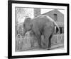 Elephant crossing Picket Fence-null-Framed Art Print