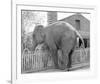 Elephant crossing Picket Fence-null-Framed Art Print