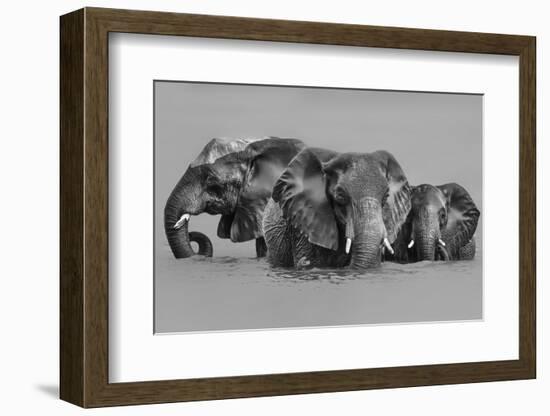 Elephant Crossing The River-Jun Zuo-Framed Photographic Print