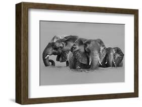 Elephant Crossing The River-Jun Zuo-Framed Photographic Print