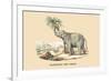 Elephant d'Inde-E.f. Noel-Framed Premium Giclee Print