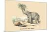 Elephant d'Inde-E.f. Noel-Mounted Premium Giclee Print