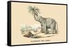 Elephant d'Inde-E.f. Noel-Framed Stretched Canvas