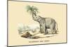 Elephant d'Inde-E.f. Noel-Mounted Art Print