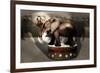 Elephant Dancer-Carrie Webster-Framed Giclee Print