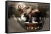 Elephant Dancer-Carrie Webster-Framed Stretched Canvas