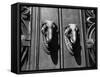 Elephant Doorknockers-Fred Musto-Framed Stretched Canvas