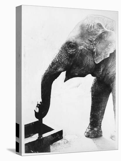 Elephant Drinking-null-Stretched Canvas