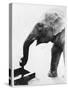 Elephant Drinking-null-Stretched Canvas