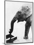 Elephant Drinking-null-Mounted Photographic Print