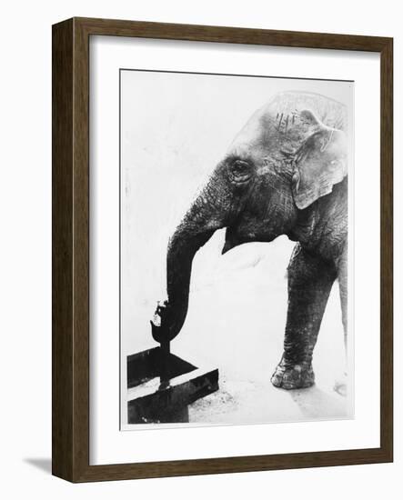 Elephant Drinking-null-Framed Photographic Print