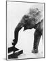 Elephant Drinking-null-Mounted Photographic Print
