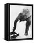 Elephant Drinking-null-Framed Stretched Canvas