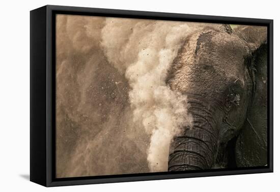 Elephant Dust Bathing-Martin Harvey-Framed Stretched Canvas