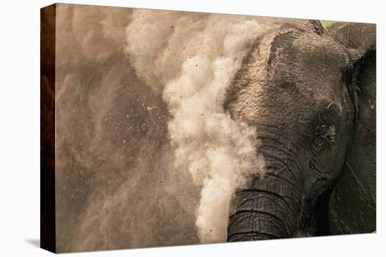 Elephant Dust Bathing-Martin Harvey-Stretched Canvas