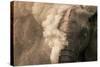 Elephant Dust Bathing-Martin Harvey-Stretched Canvas