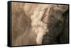 Elephant Dust Bathing-Martin Harvey-Framed Stretched Canvas