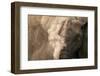 Elephant Dust Bathing-Martin Harvey-Framed Photographic Print