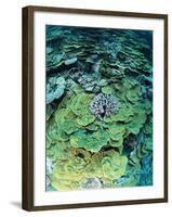 Elephant Ear Coral-null-Framed Photographic Print